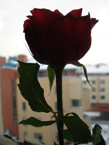 Róża na czwartą rocznicę bloga