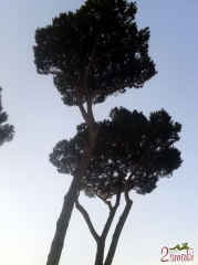 Włochy kulinaria - drzewa piniowe 2